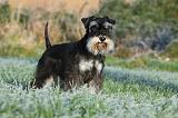 SCHNAUZER NAIN 002